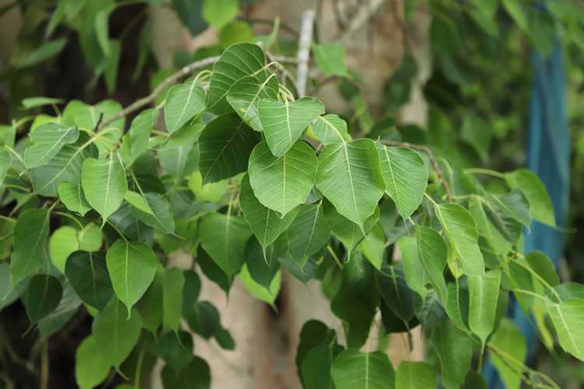 菩提树文化传媒