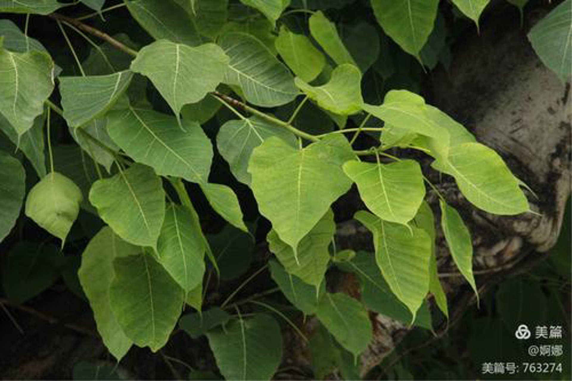 菩提树文化传媒